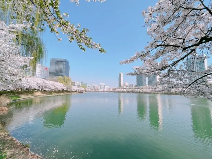 석촌호수 벚꽃 개화시기